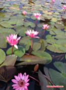 lotus lake2
