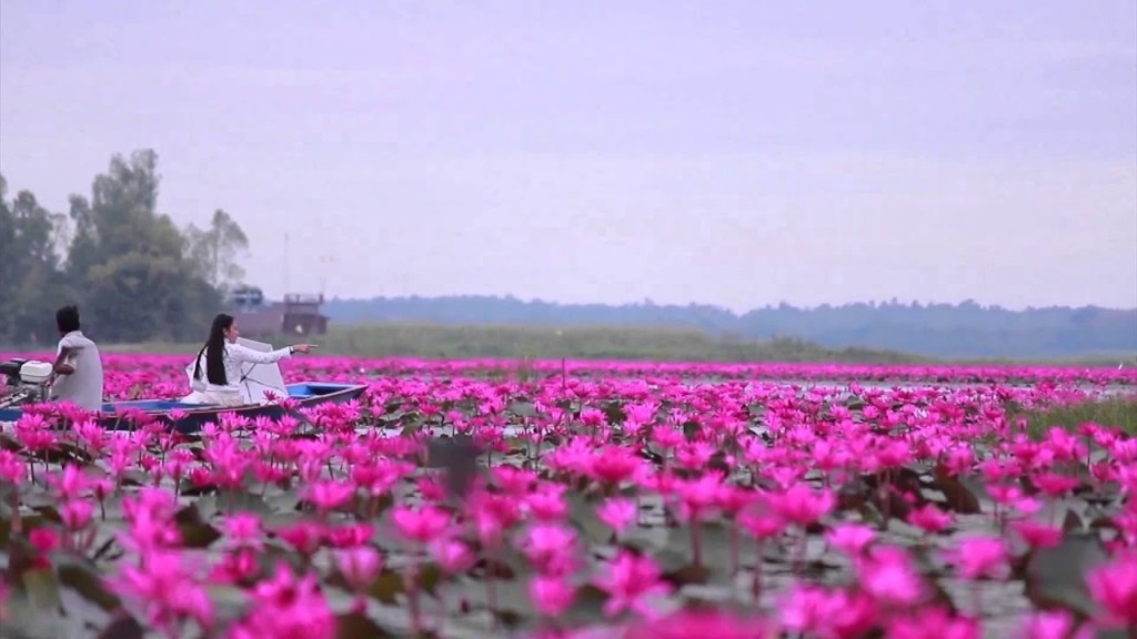 One of the highlights of visiting Udon Thani province in northeastern Thailand is the so-called “Red Lotus Sea” or Talay Bua Daeng